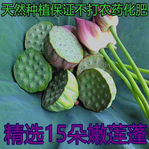 天然种植不打农药化肥 新鲜现采发货新鲜嫩莲蓬莲子荷花莲花包邮