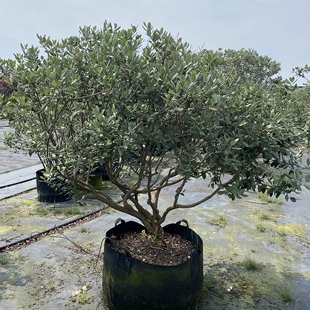 菲油果盆栽安德烈树苗耐寒耐热南北方种植斐济果庭院户外花园植物