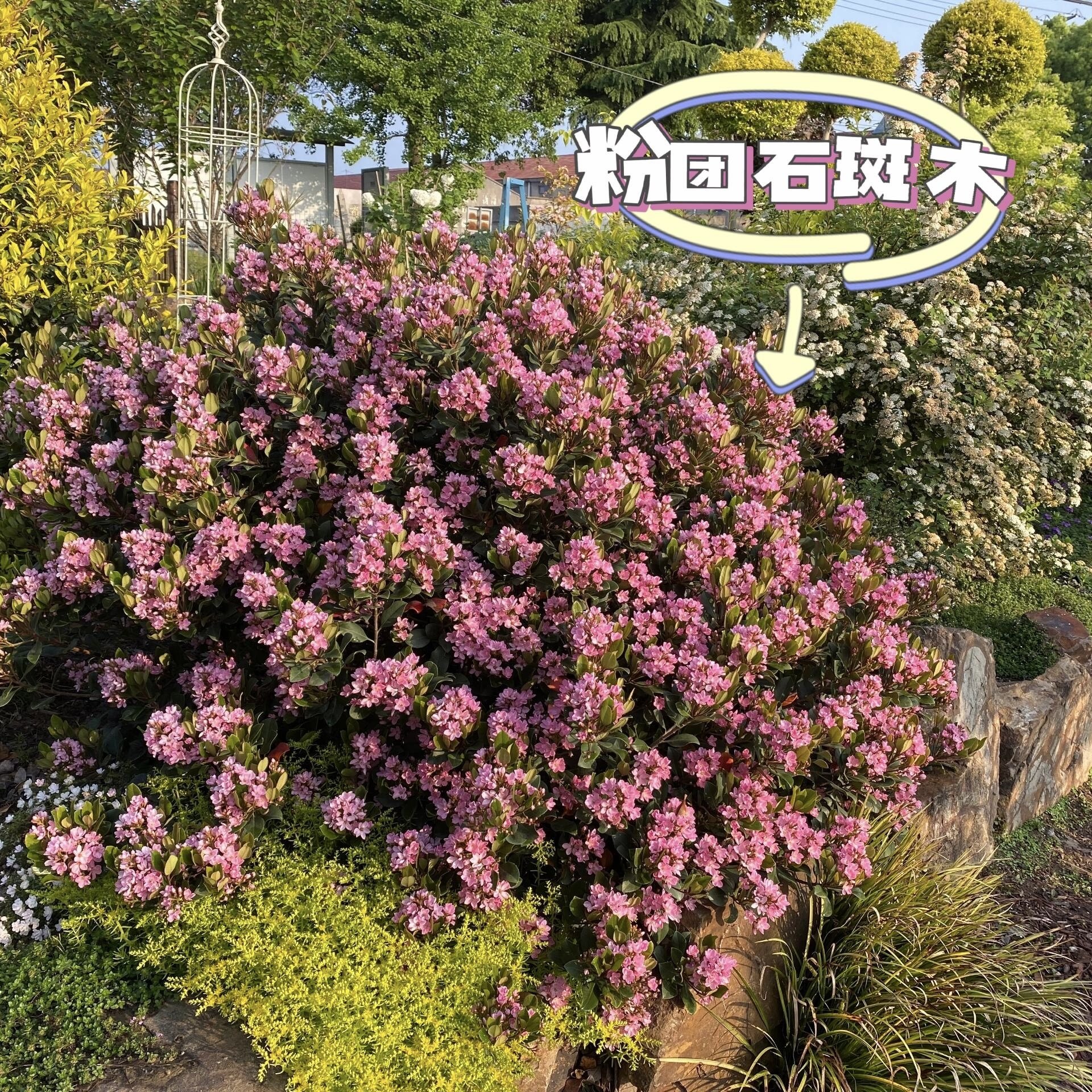 粉团石斑木粉花石斑木车轮梅花园庭院户外耐寒耐热好养活花境植物