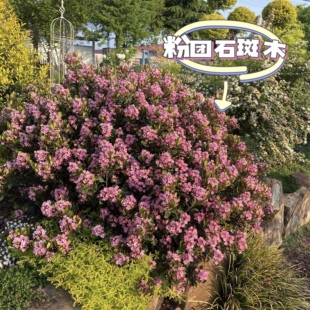 粉团石斑木粉花石斑木车轮梅花园庭院户外耐寒耐热好养活花境植物
