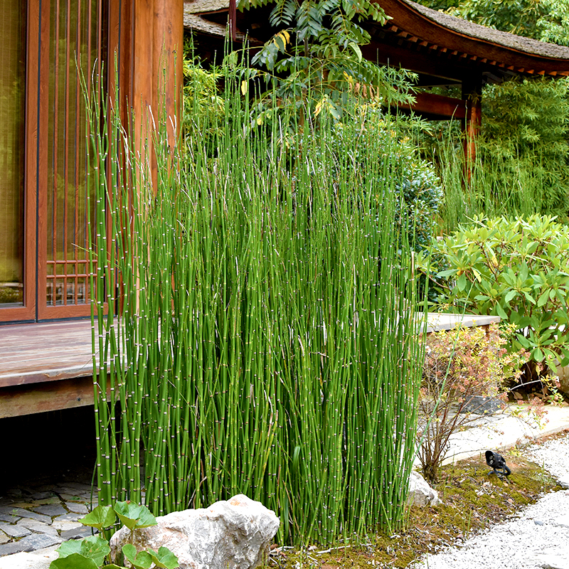 木贼盆栽耐寒喜光四季常青笔管草笔头草别墅庭院水景净化水质植物