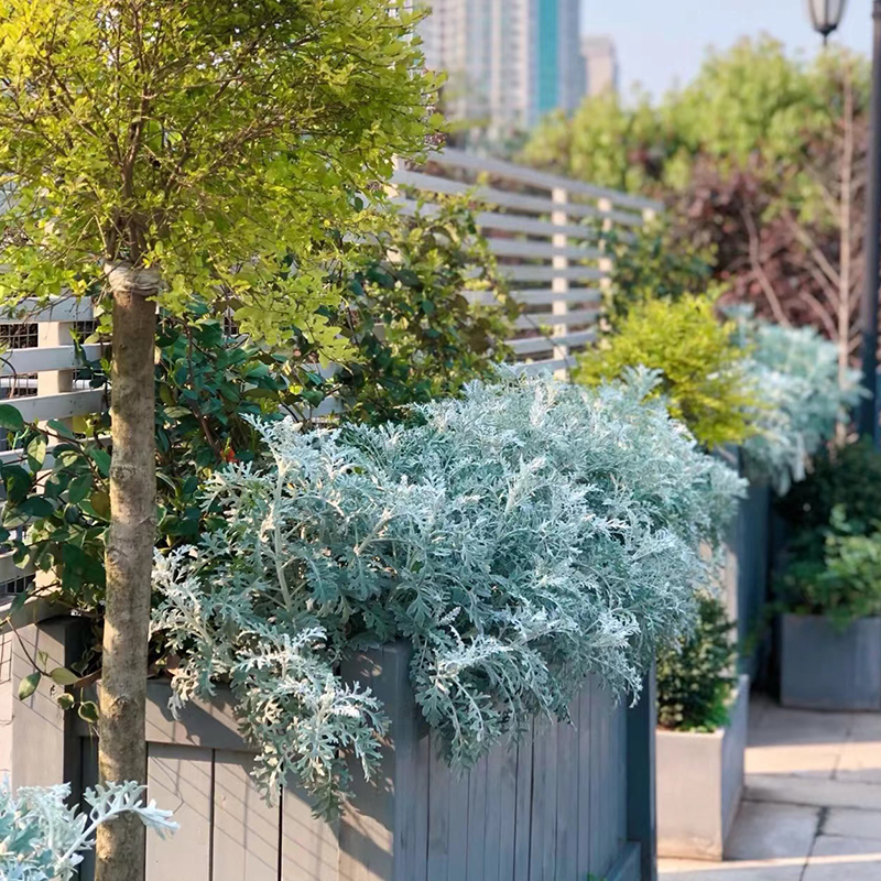 银叶菊盆栽户外庭院阳台绿植菊花芙蓉菊羽叶赛车手多年生耐寒植物