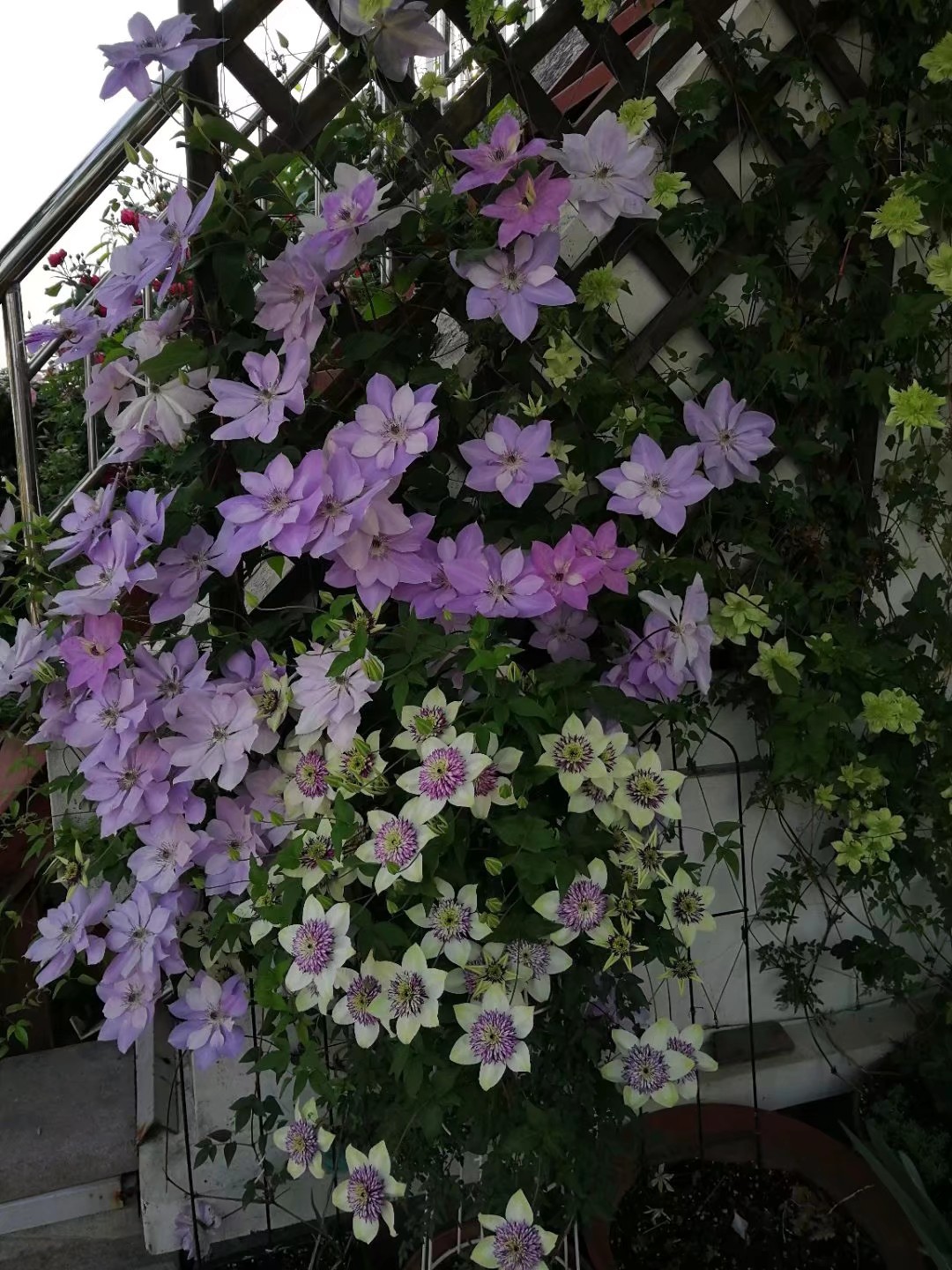 铁线莲倒影乌托邦新幻紫昼天使薄荷水面妖精阳台花卉盆栽特价小苗