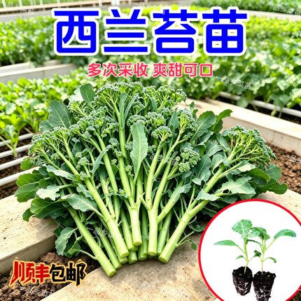 广州西兰苔苗早熟芥蓝苔耐寒秋冬季菜苗甜杆西蓝花西洋芥兰秧苗
