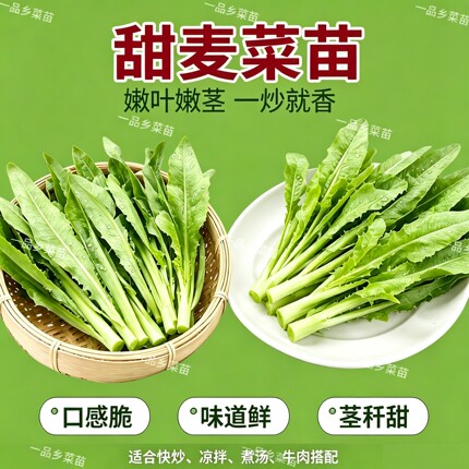 广东圆叶甜麦菜苗尖叶软苦麦秧苗圆叶蔬菜苗易种带泥新鲜现拔发货