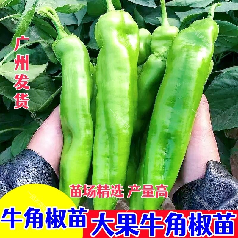 特大牛角椒苗辣椒苗蔬菜苗牛角椒