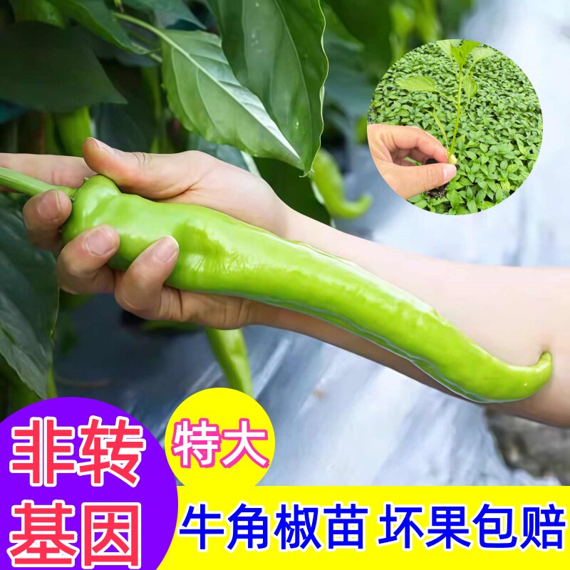 特大牛角椒秧苗羊角椒青秧苗辣椒苗微辣高产四季盆栽蔬菜苗尖椒苗