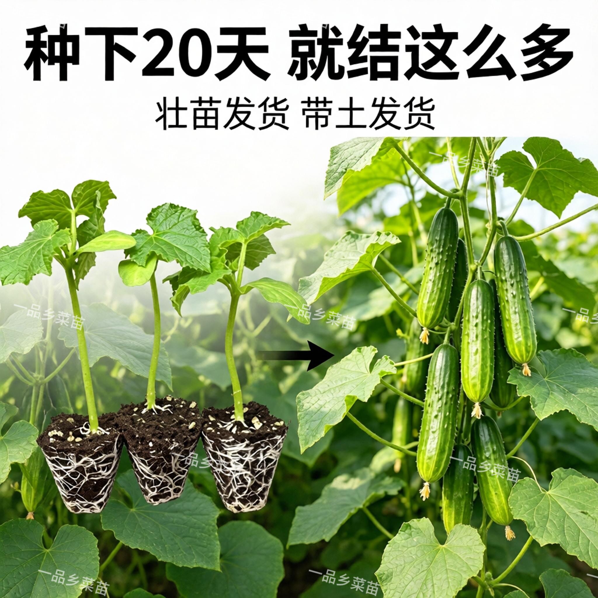 本地水果黄瓜苗高产抗病黄瓜苗秧