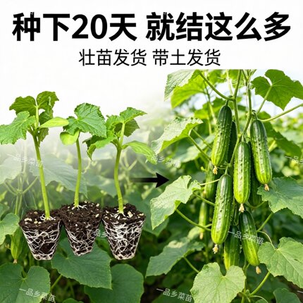 广东本地水果黄瓜苗高产抗病四季种植成活率高带泥发货黄瓜苗秧