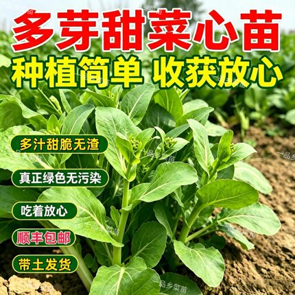 广东甜菜心苗本地多芽菜心秧苗阳台农田当季种植青菜苗现拔带土球