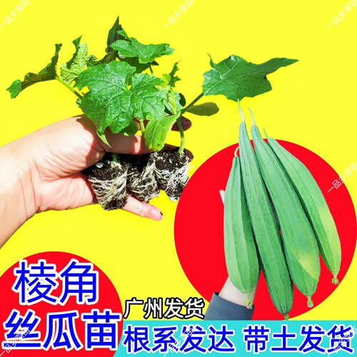 广东丝瓜苗老品种花点八棱角丝瓜