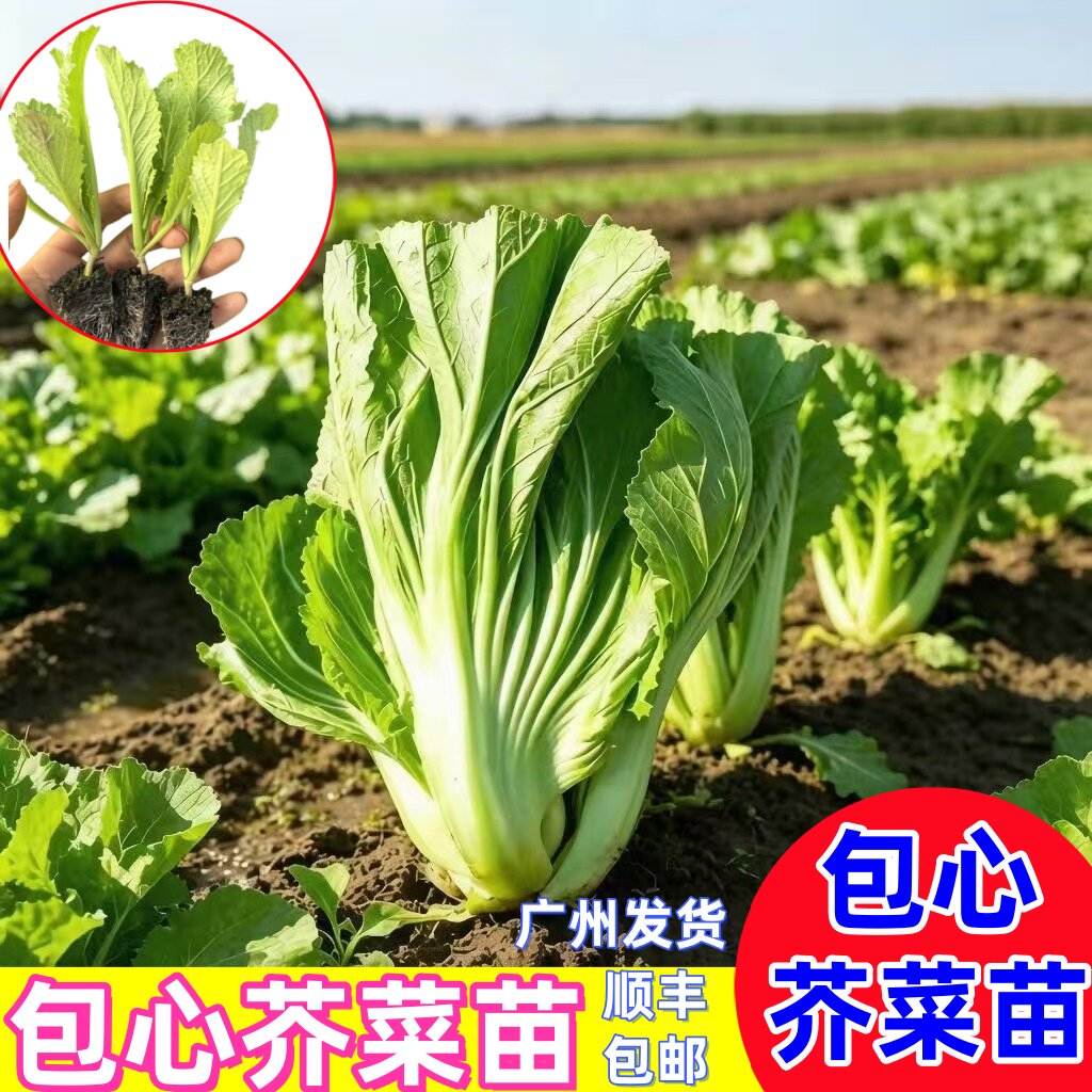 包心芥菜苗当大肉芥菜种苗发顺丰