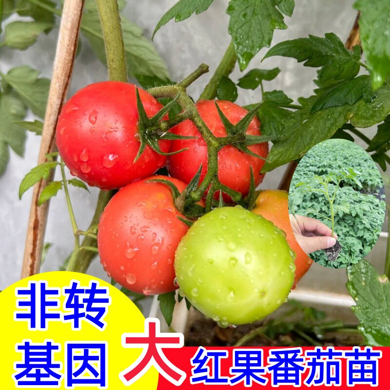 广东大红番茄苗高产老品种西红柿苗非转基因抗高温当季红果番茄苗