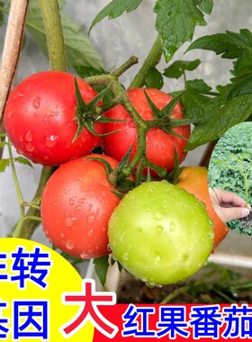 大红番茄苗番茄苗西红柿苗