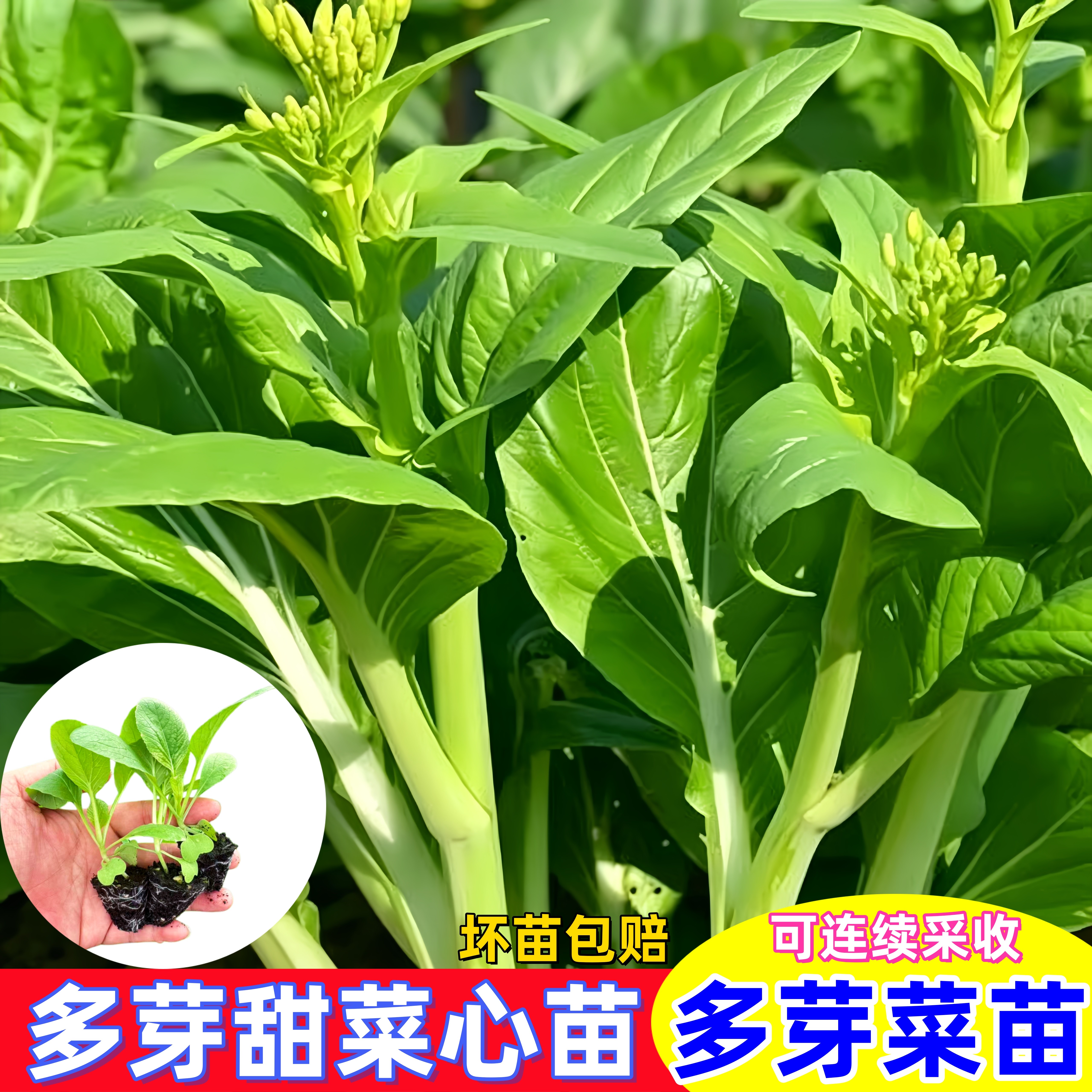 多枝多芽甜菜心苗增城迟菜心秧苗现拔带泥当季蔬菜苗多芽甜菜心苗