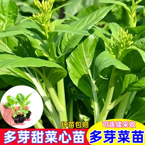 多枝多芽甜菜心苗季多芽甜菜心苗