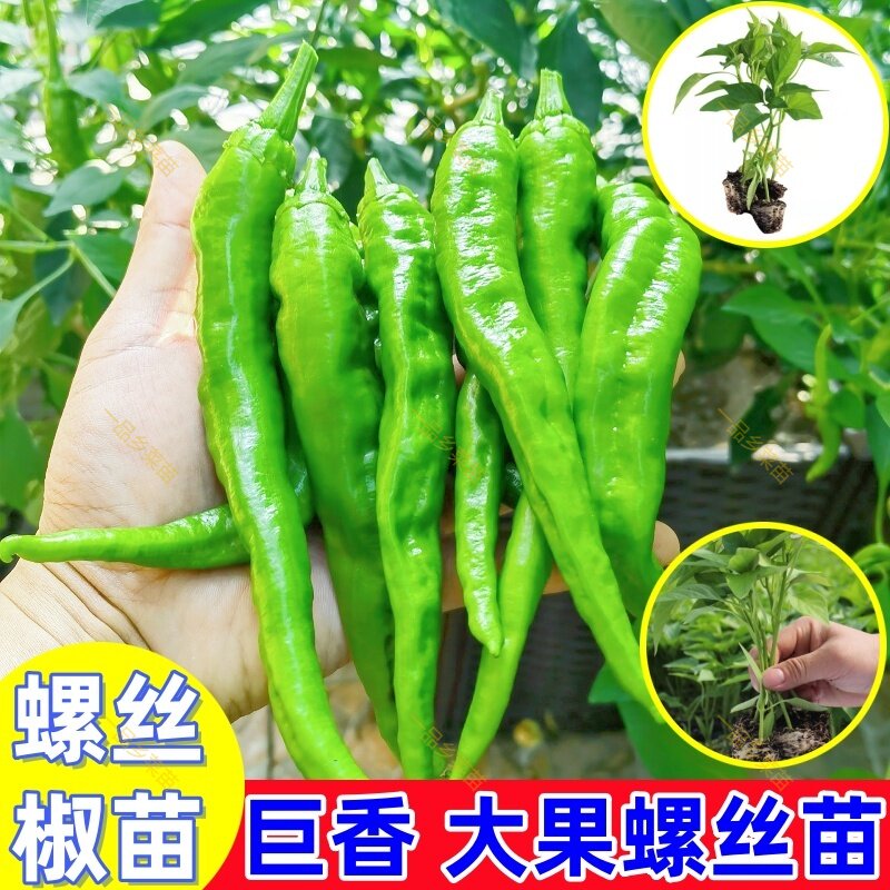广东螺丝椒苗阳台农田带土发货高产易种辣椒秧苗微辣香辣镙丝椒苗