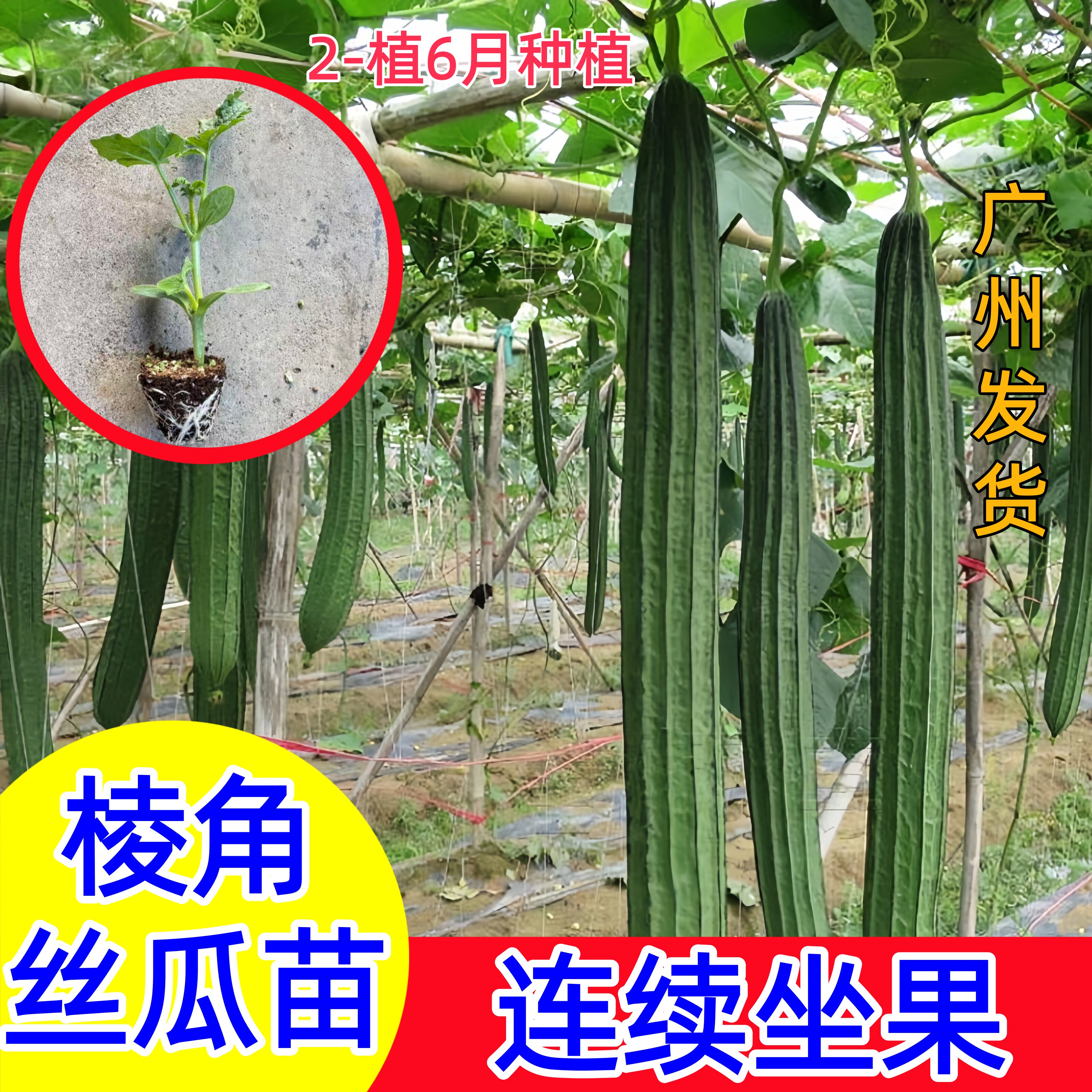 广东丝瓜苗老品种棱角丝瓜秧苗花点八棱角丝瓜春季种植蔬菜苗现拔