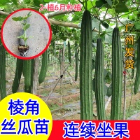 广东丝瓜苗老品种棱角丝瓜秧苗花点八棱角丝瓜春季种植蔬菜苗现拔