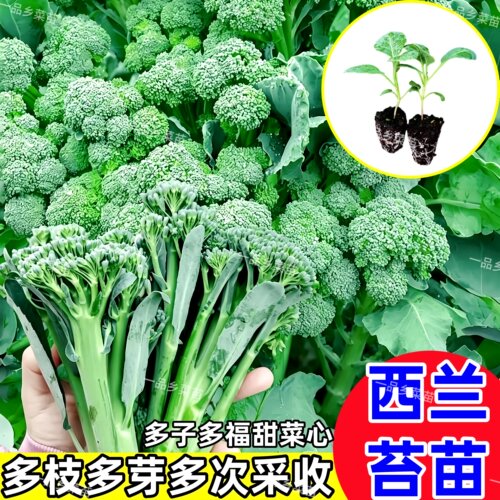 西兰苔苗秋冬耐寒耐热侧苔多多