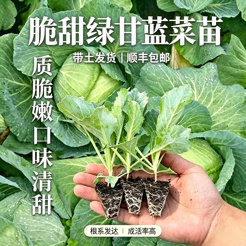 甘蓝苗包菜苗广州顺丰包菜蔬菜秧
