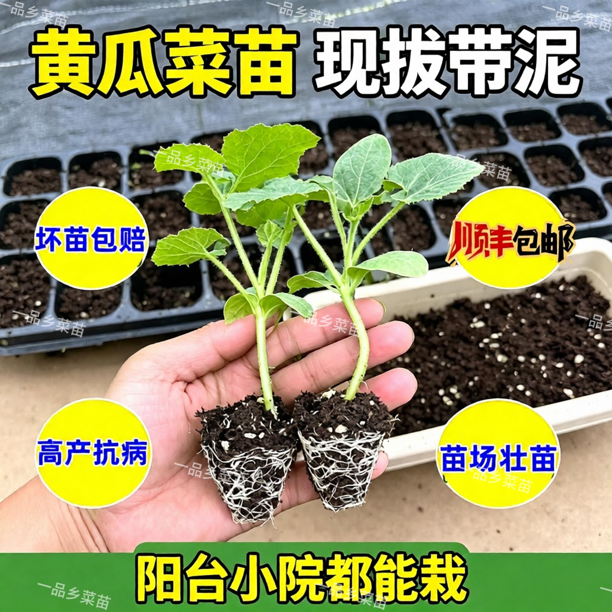 水果黄瓜苗黄瓜苗四季种植