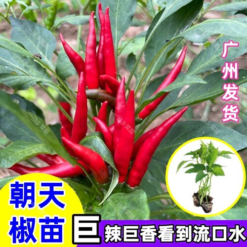 朝天椒苗指天椒美人椒小米椒苗