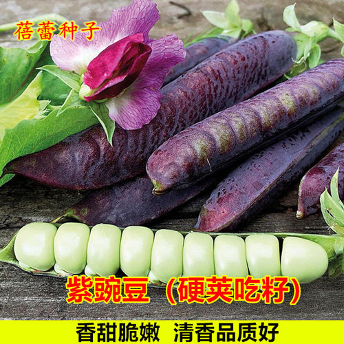 紫豌豆种子紫皮甜豆高产硬荚麦豆青豆种籽大田菜地秋冬季蔬菜种孑
