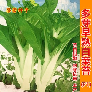 多芽白菜苔种籽甜脆早熟白菜心种子秋冬季耐寒青菜庭院大田蔬菜孑