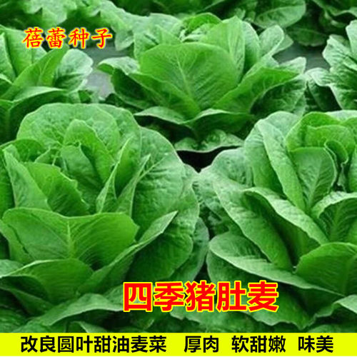 油麦种子四季猪肚麦改良圆叶甜油唛菜种籽青菜春秋季盆栽蔬菜种孑