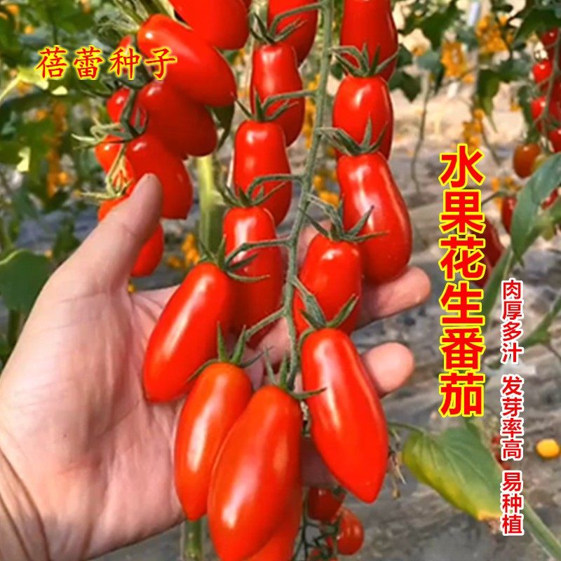 水果花生番茄种子超甜樱桃西红柿种籽孑春季四季阳台高产小圣女果