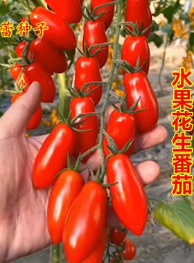 水果花生番茄种子超甜樱桃西红柿种籽孑春季四季阳台高产小圣女果