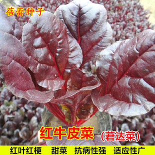 红叶甜菜种子食用红牛皮菜红根达菜蔬菜种孑春秋四季种植莙达菜籽