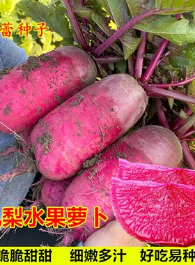 凤梨水果萝卜种子紫色红心罗卜种籽甜脆沙窝菜园春秋冬季蔬菜种孑