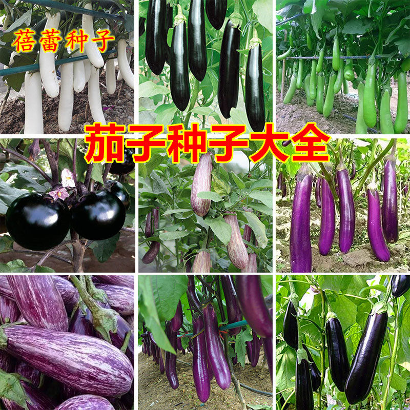 茄子种子籽种紫红长茄青茄白茄黑茄高产春秋季种阳台四季蔬菜种孑