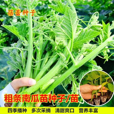 专吃南瓜尖种籽高产粗条南瓜苗