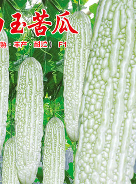 白玉苦瓜种子杂交厚肉白皮凉瓜种籽春秋季种耐热菜园大田蔬菜种孑