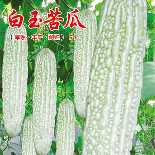 白玉苦瓜种子杂交厚肉白皮凉瓜种籽春秋季种耐热菜园大田蔬菜种孑