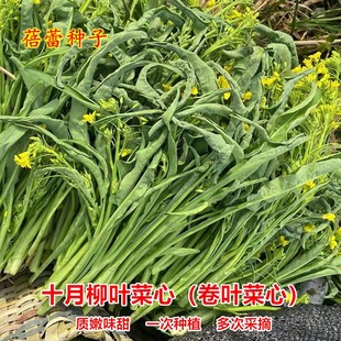 桂林十月柳叶菜心种子籽多笋卷叶菜心秋冬季白菜苔四季阳台蔬菜孑