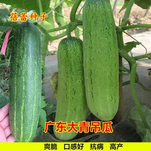 广东花青大吊瓜种子秧苗高产大青瓜籽耐热旱黄瓜籽春秋四季蔬菜孑