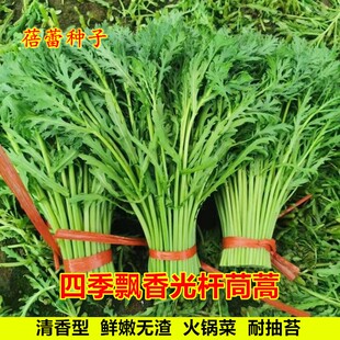 光杆茼蒿菜种子四季青菜小叶茼蒿蓬蒿菜皇帝菜种籽秋季蔬菜种孑