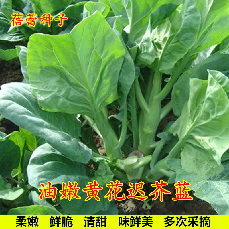 芥兰菜种子大全油嫩黄花迟芥蓝种籽芥蓝菜大田盆栽秋冬季蔬菜种孑