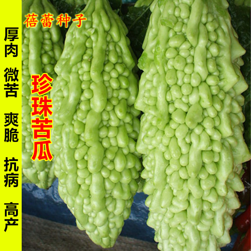 珍珠苦瓜种子春秋季种南方疙瘩微苦白凉瓜耐热高产四季蔬菜种孑籽