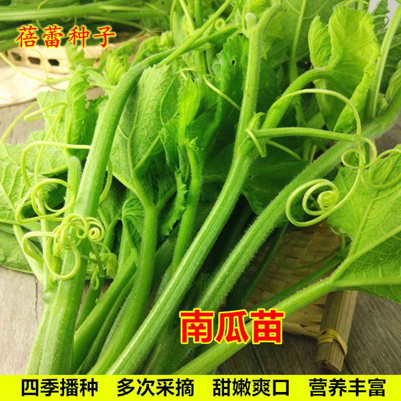 南瓜苗种子苗粗条清甜专门吃茎苗尖青菜无须豆苗种籽四季蔬菜种孑 鲜花速递/花卉仿真/绿植园艺 家庭园艺种子 原图主图