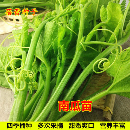 南瓜苗种子苗粗条清甜专吃茎苗尖