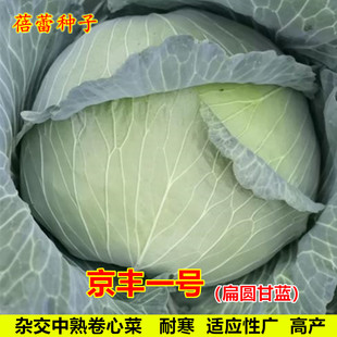 京丰一号甘蓝种子扁平卷心菜结球包菜洋白菜种籽春夏秋季蔬菜种孑