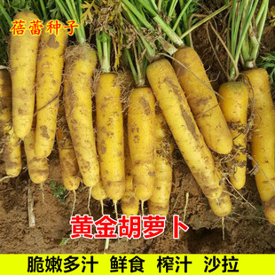 黄金胡萝卜种子水果萝卜种籽非转基因蔬菜种孑齐头黄胡萝卜菜种