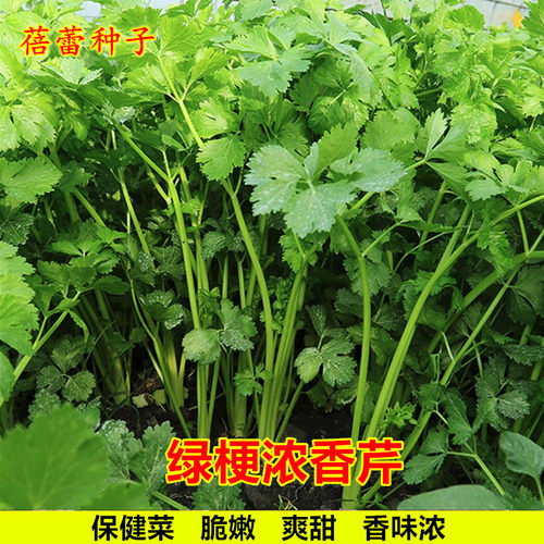 绿梗浓香芹菜种子脆嫩细梗小香芹种籽四季播保健菜籽蔬菜种孑