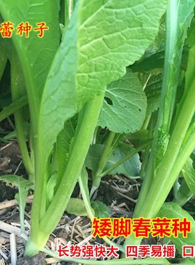 矮脚春菜种子广东潮汕大叶芥菜种籽耐热小青菜春秋四季蔬菜种孑