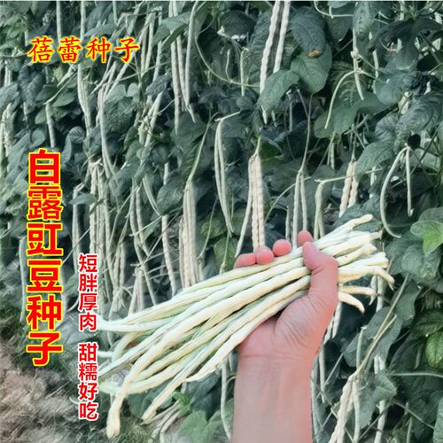 白露豇豆种子短胖厚肉白豇豆角籽种高产甜豆角春秋季菜园蔬菜种孑